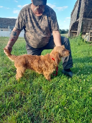 Étalon Basset fauve de Bretagne - Roxane de vellemont