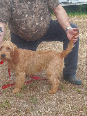 Étalon Basset fauve de Bretagne - Sariette de vellemont