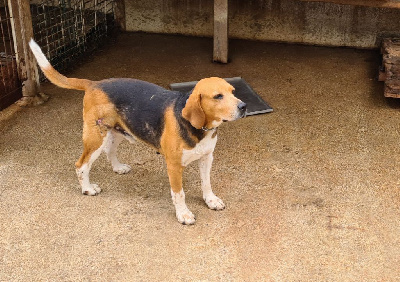 Étalon Beagle-Harrier - Jaeger du rallye puy d'auzon