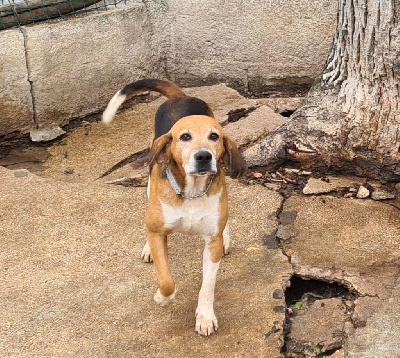 Étalon Beagle-Harrier - Loubard de l echo de soulije