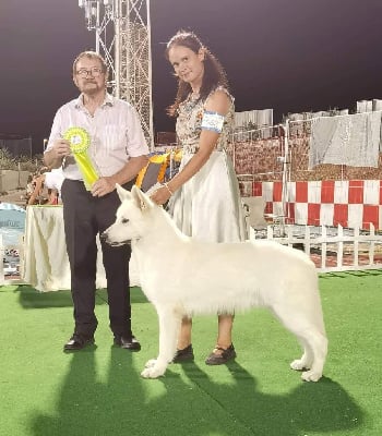 Étalon Berger Blanc Suisse - CH. D'jack king od bijelih an&#273;ela