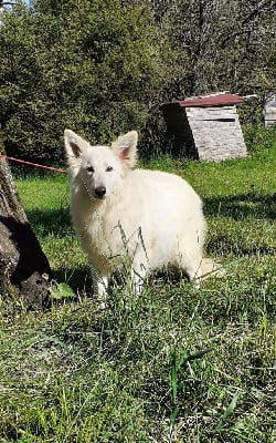 Étalon Berger Blanc Suisse - Peche Of Shepherd's Paw