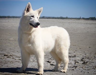 Étalon Berger Blanc Suisse - Jch. sole mio azzurra Des Etoiles D’Espérance