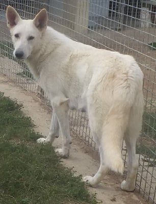 Étalon Berger Blanc Suisse - Roxane Du Domaine Des Beautés Divines