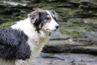 Étalon Border Collie - Blackburn de los baganicos