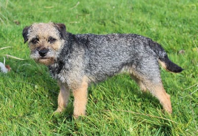 Étalon Border Terrier - Onjoy du chant du coucou