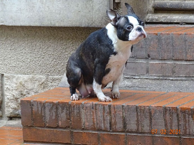 Étalon Boston Terrier - Oh my love Du Domaine D'amserpa