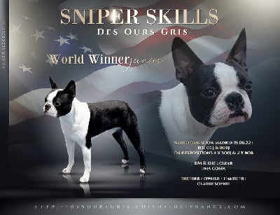 Étalon Boston Terrier - CH. Sniper skills Des Ours Gris