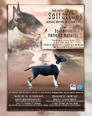 Étalon Bull Terrier Miniature - Solfarino Rebelle naturee