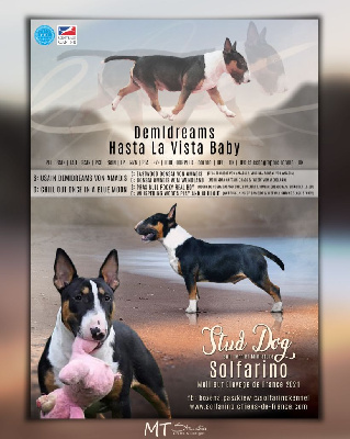Étalon Bull Terrier Miniature - demidreams Hasta la vista baby