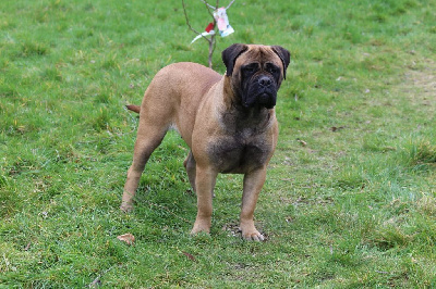 Étalon Bullmastiff - Raïna de la Dynastie d'Orkhan