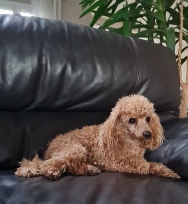 Étalon Caniche - Rebecca de ker an vor