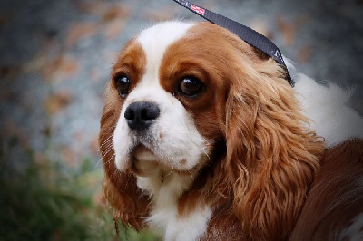Étalon Cavalier King Charles Spaniel - Richelieu Des Griffes de Feu