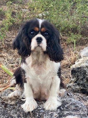 Étalon Cavalier King Charles Spaniel - Poppy De jamirande