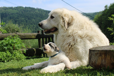 Étalon Chien de Montagne des Pyrenees - Nala Des Oursons De L'Isch