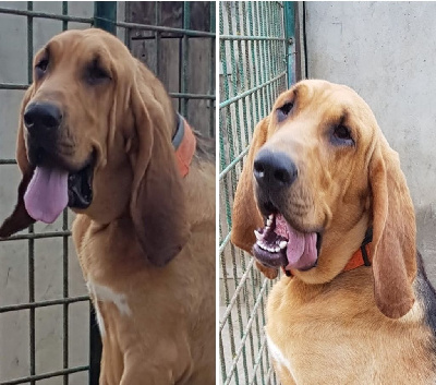 Étalon Chien de Saint-Hubert - Nola des hurleurs de genièvre