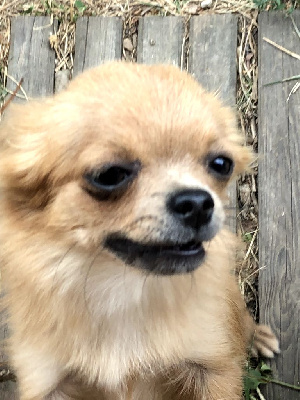 Étalon Chihuahua - Shemsy Des Petits Zamours