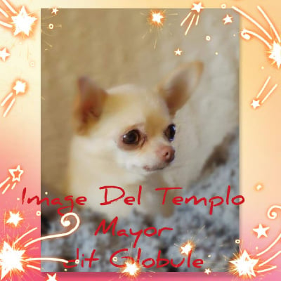 Étalon Chihuahua - Image dit globule del Templo Mayor