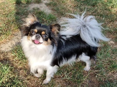 Sweetie poupée kiarette Des Minis Bombes