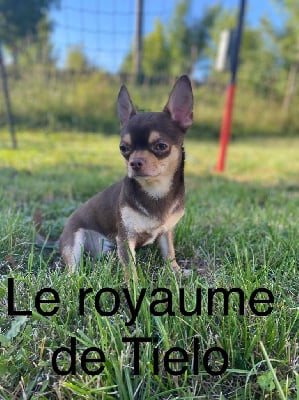 Étalon Chihuahua - Ridzy prince Du Castel Des Petits Coeurs