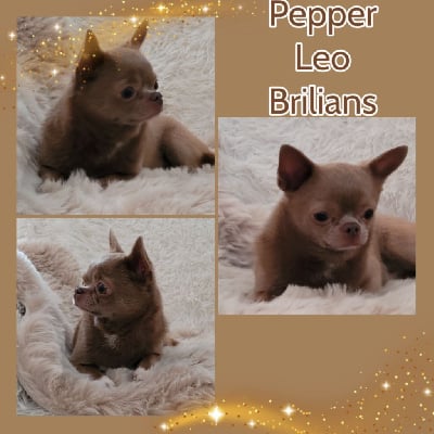 Étalon Chihuahua - Pepper leo brillians (Sans Affixe)
