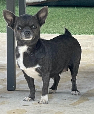 Étalon Chihuahua - Azziza five star pets