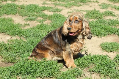 Étalon Cocker Spaniel Anglais - Rem Du Royaume D'Unik