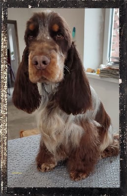 Étalon Cocker Spaniel Anglais - Sergeï Du Royaume Des Quatre Pattes