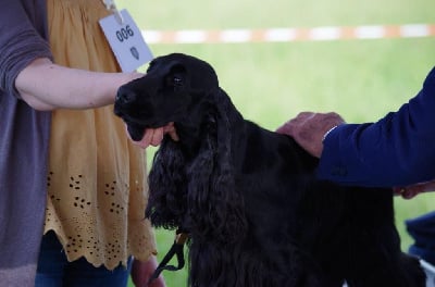 Étalon Cocker Spaniel Anglais - Pippa middleton de Mazamé