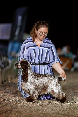 Étalon Cocker Spaniel Anglais - CH. Rhapsody in chocolate Traumtall