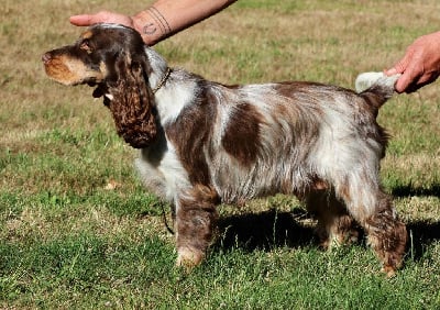 Étalon Cocker Spaniel Anglais - Red dingue de toi des Landes d'Araize