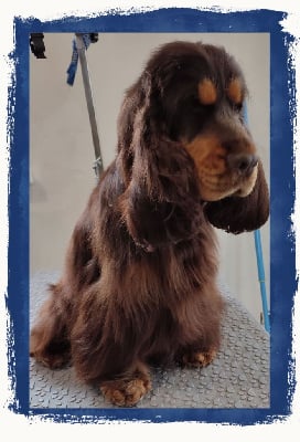 Étalon Cocker Spaniel Anglais - Ushuaïa Au soleil de yana