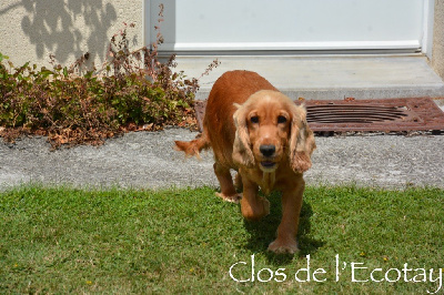 Étalon Cocker Spaniel Anglais - Ruby des terres de bourguenailles