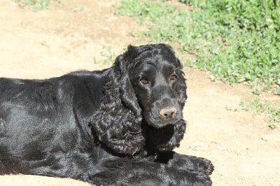 Étalon Cocker Spaniel Anglais - Rita Du Royaume D'Unik