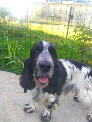 Étalon Cocker Spaniel Anglais - Obleue du Tertre de la Pommeraie