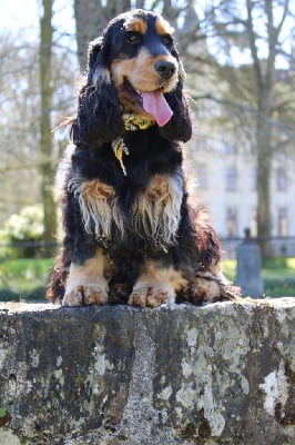 Étalon Cocker Spaniel Anglais - Pyta Of Shepherd's Paw