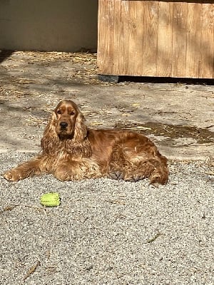 Étalon Cocker Spaniel Anglais - Rover des coleres de Zeus