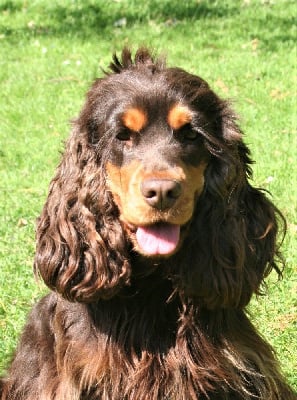 Étalon Cocker Spaniel Anglais - Olly Les Joyaux Du Phare