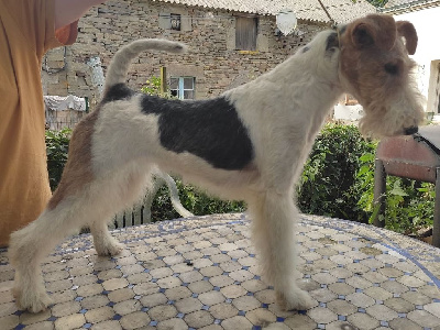 Étalon Fox Terrier Poil Dur - Rive gauche des Hautes Terres D'Avalon