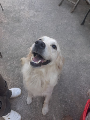 Étalon Golden Retriever - Penny sue De La Foret Des Pyramides