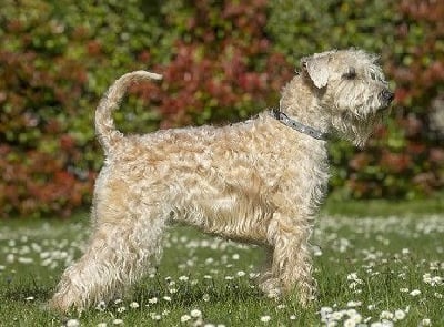 Étalon Irish Soft Coated Wheaten Terrier - CH. Ripley des Varennes Mystiques