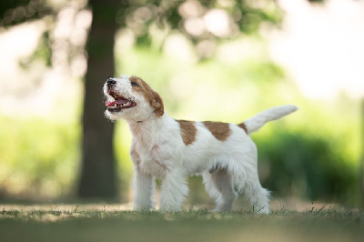 Étalon Jack Russell Terrier - CH. Saymoon love De La Cité Du Bolwerk