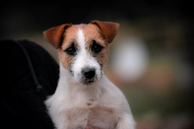 Étalon Jack Russell Terrier - Razzia du Bois de Compiègne