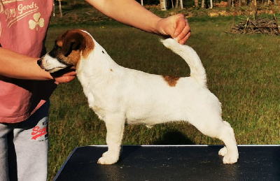 Étalon Jack Russell Terrier - Shaina love De La Cité Du Bolwerk