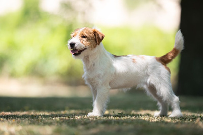 Étalon Jack Russell Terrier - CH. Shangai love De La Cité Du Bolwerk