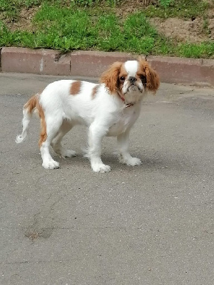 Étalon King Charles Spaniel - Ouverture du soleil Traumtall