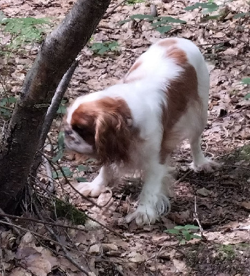 Étalon King Charles Spaniel - Nymphéa des trois maillets