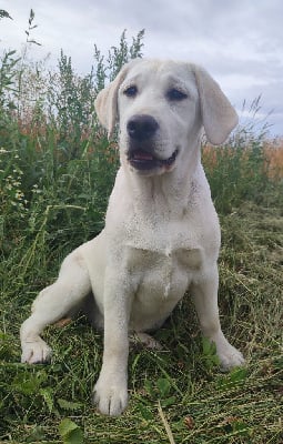 Étalon Labrador Retriever - Thinking about you du Bois d'Achelles