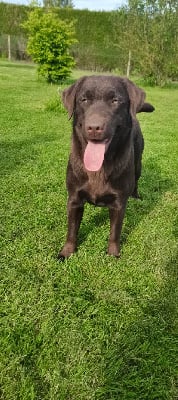 Étalon Labrador Retriever - Rafale Des Voix D'Hyris