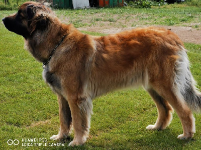 Étalon Leonberger - CH. Quindra Du Haie Des Saules